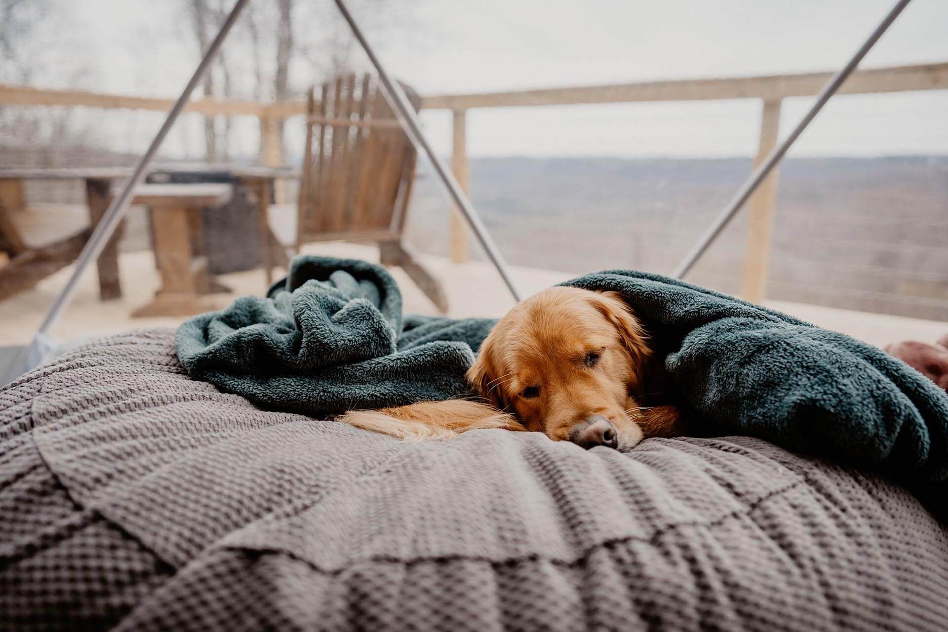 Unleash Adventure: Dog-Friendly Glamping with Tennessee Glamping